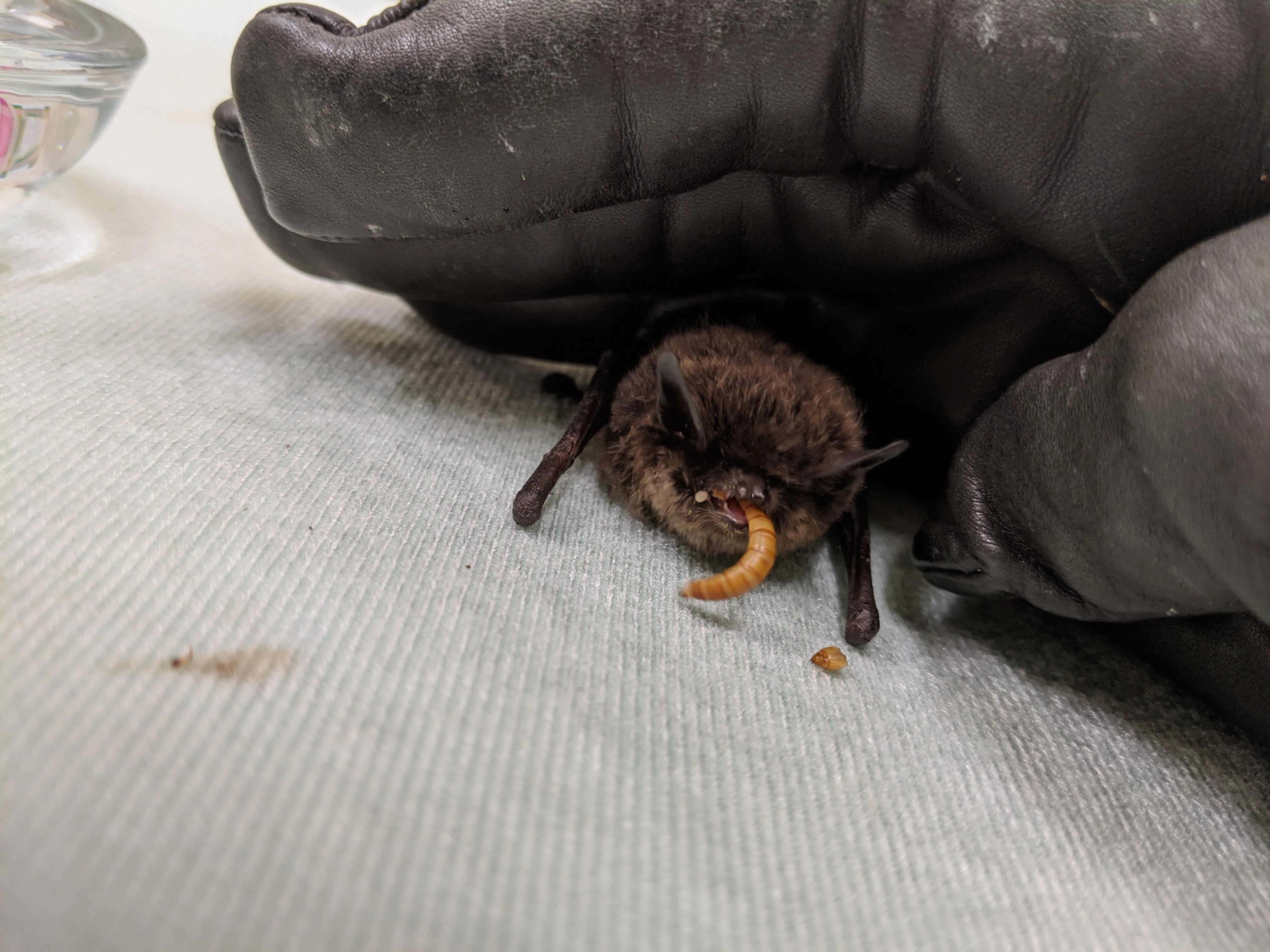 Bat Care Area - Wild ARC