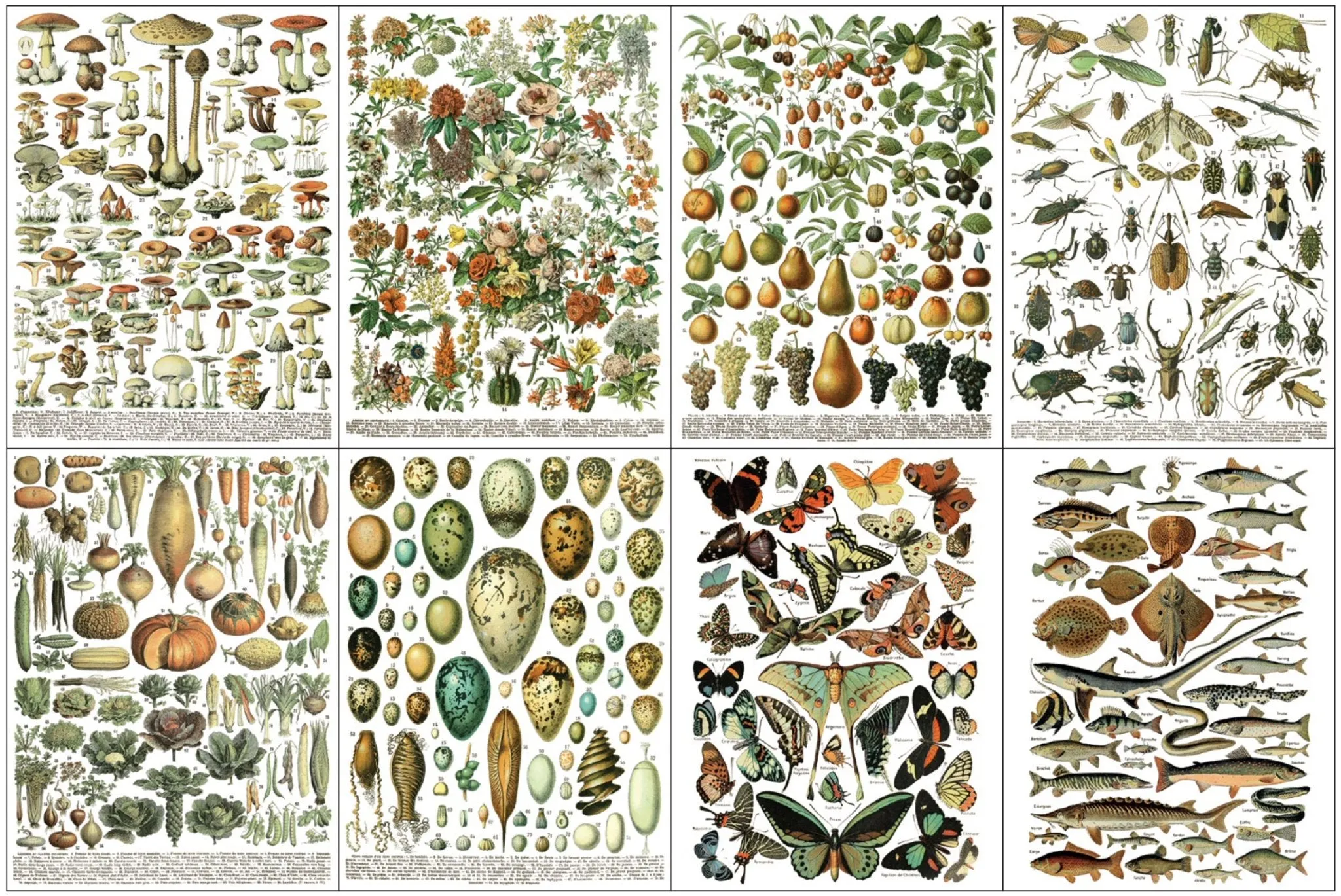 IOD Millot's Pages Decor Transfer - Iron Orchid Designs