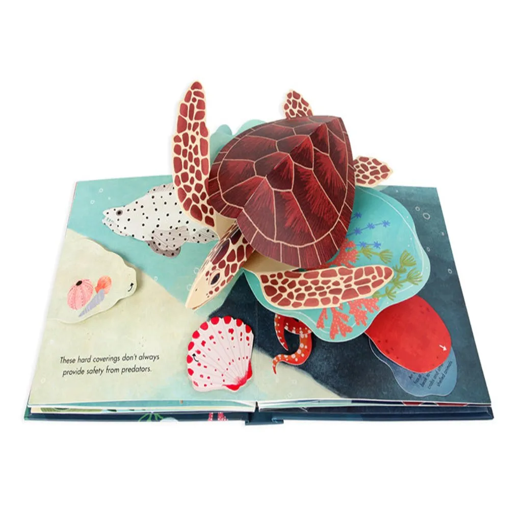 Shells: Summer Pop-Up Book
